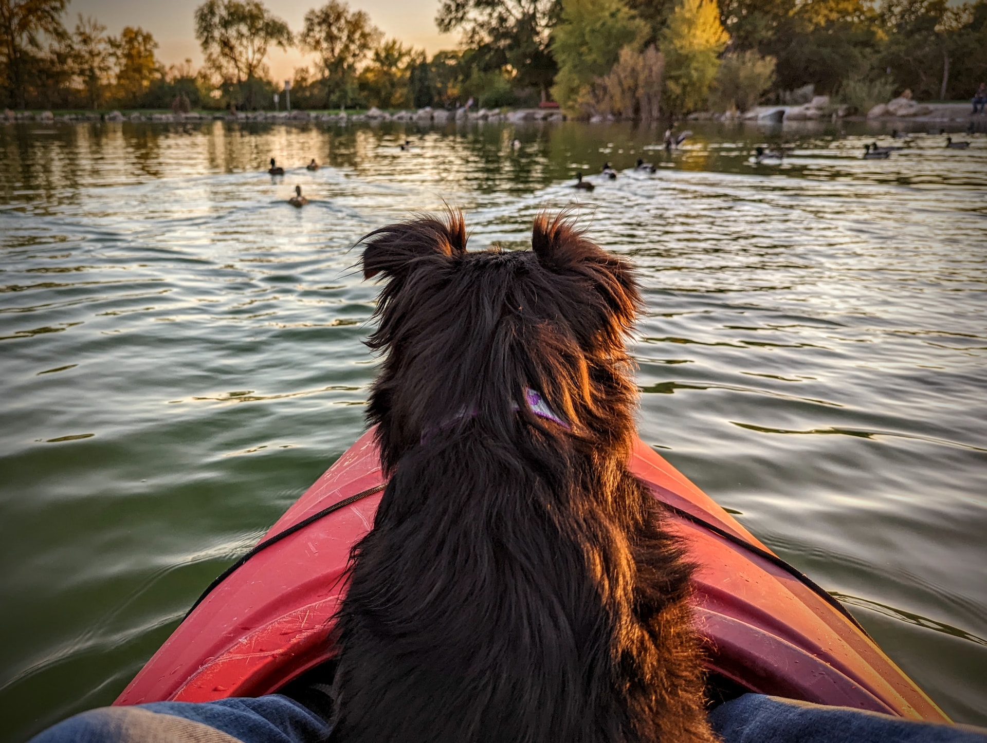 Kayaking dog