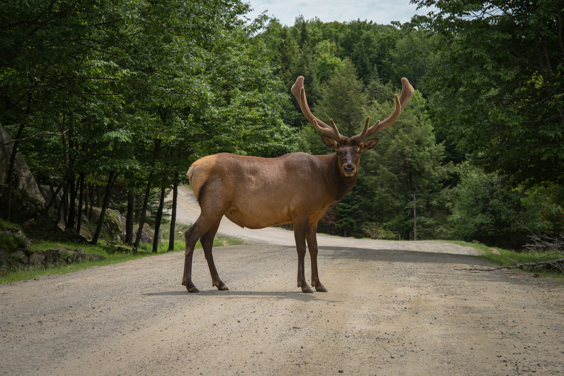 Moose in the middle of a road