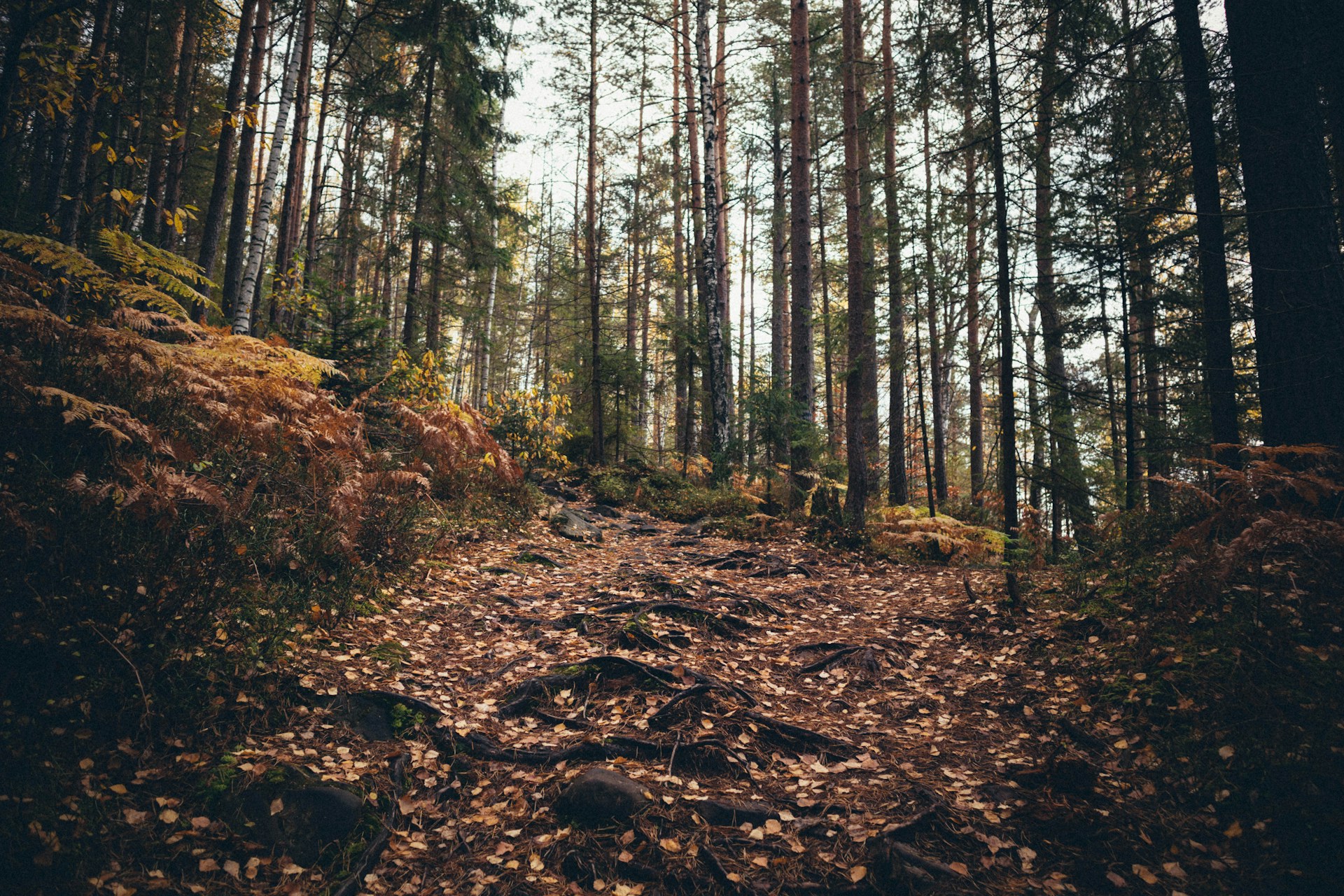 Cozy Campfire Recipes for Fall Adventures