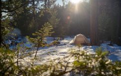 {{brizy_dc_image_alt entityId=