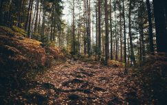 {{brizy_dc_image_alt entityId=