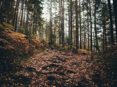 {{brizy_dc_image_alt entityId=