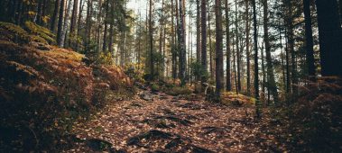 {{brizy_dc_image_alt entityId=